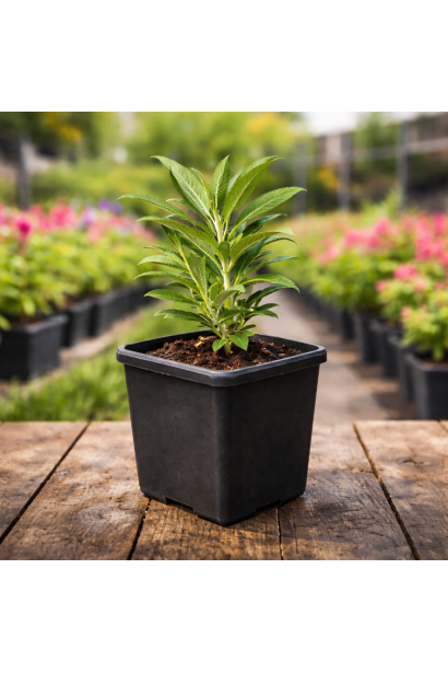 Buddleja davidii BC Little Lila в горщику п9, р9, 0,5л